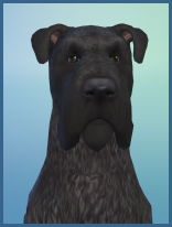 ansehen Kerry Blue Terrier Arno Erwachsen